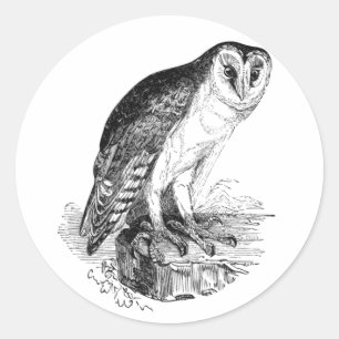 Adesivo Barn Owl