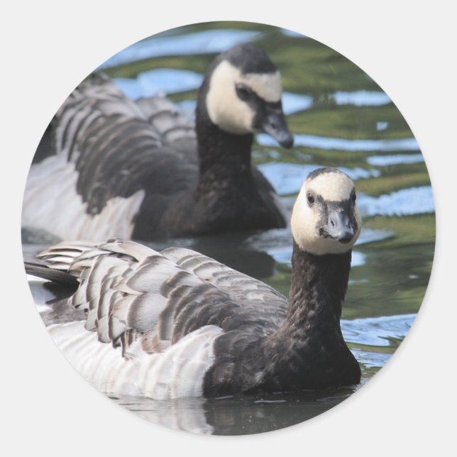 Adesivo Barnacle Duet (Frente)