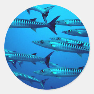Adesivo barracuda mergulho mar profundo água oceano tropic