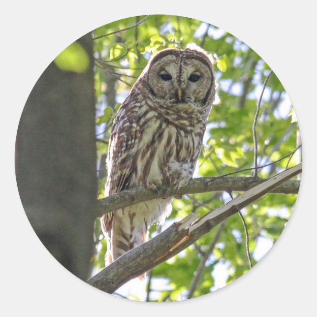 Adesivo Barred Owl (Frente)