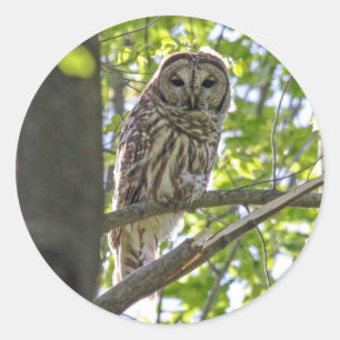 Adesivo Barred Owl