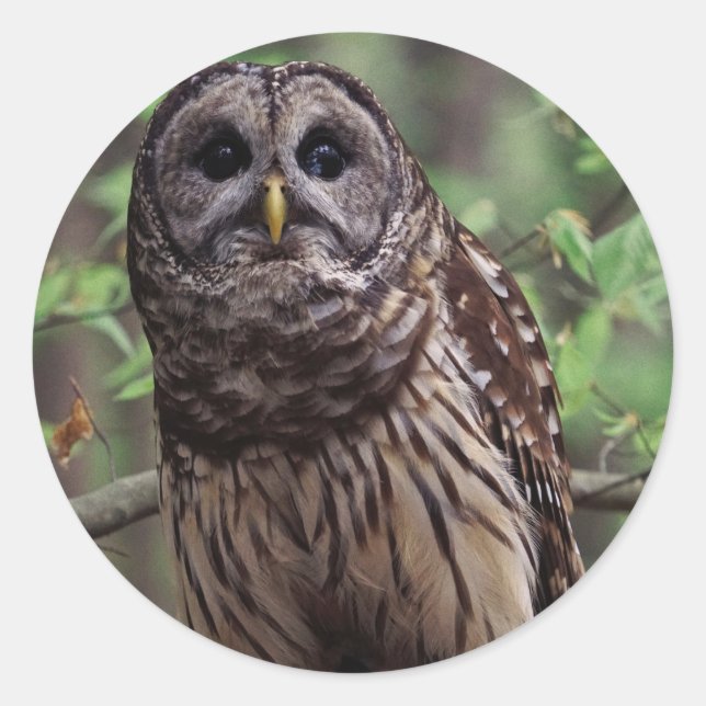 Adesivo Barred Owl (Frente)
