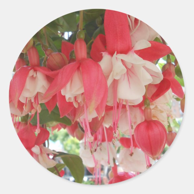 Adesivo Bashkirtseff (Frente)