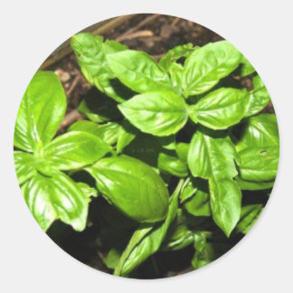Adesivo Basil