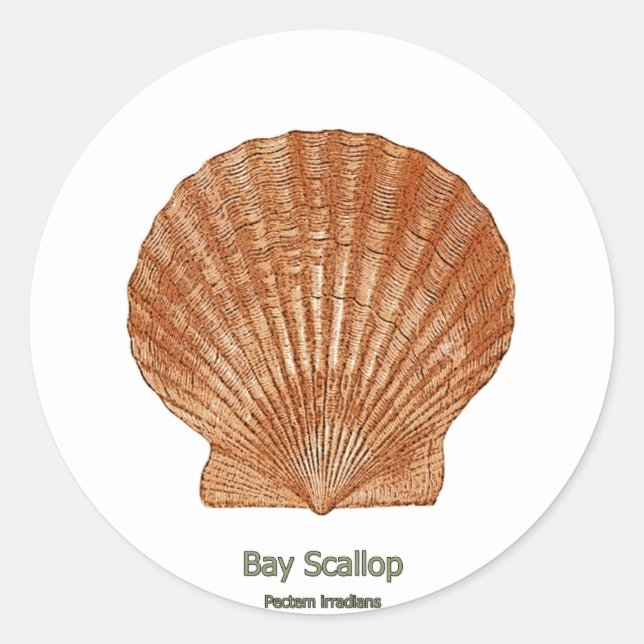 Adesivo Bay Scallop Shell (Frente)