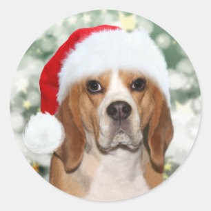 Adesivo Beagle no chapéu de Natal