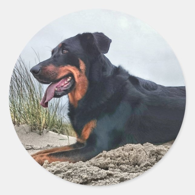 Adesivo Beauceron (Frente)