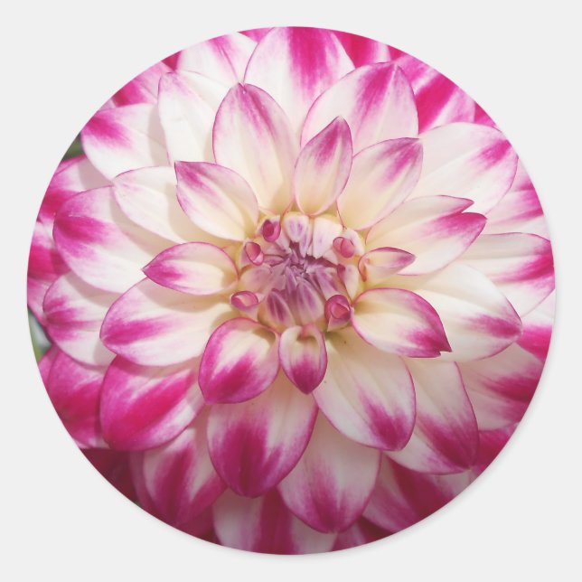 Adesivo Beaux (Frente)