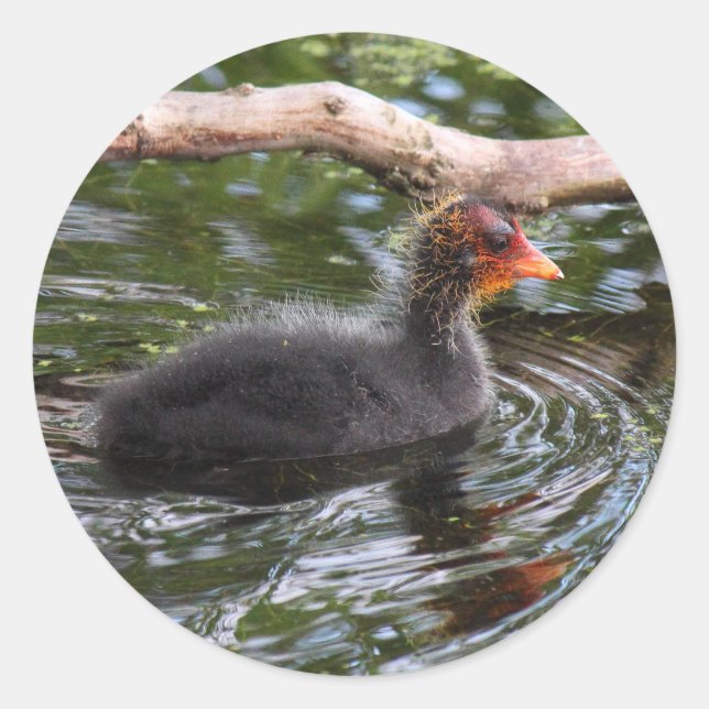 Adesivo Bebê Coot (Frente)