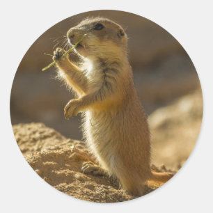 Adesivo Bebê de cão da pradaria comendo, Arizona