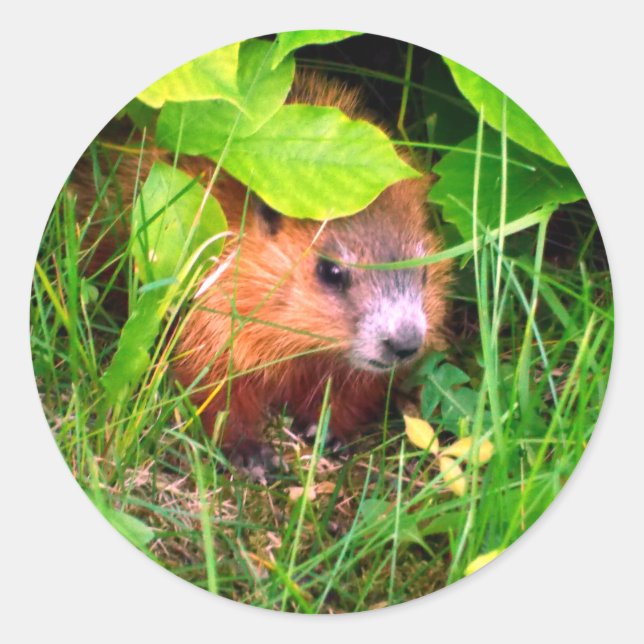 Adesivo Bebê de Marmota Curioso e Fofo (Frente)