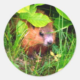 Adesivo Bebê de Marmota Curioso e Fofo