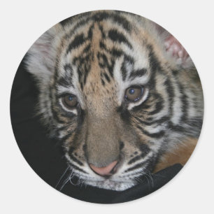 Adesivo Bebê do tigre