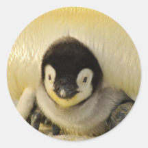 Bebê pinguim