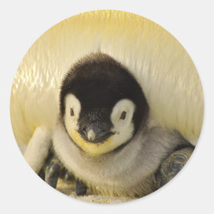 Adesivo Bebê pinguim