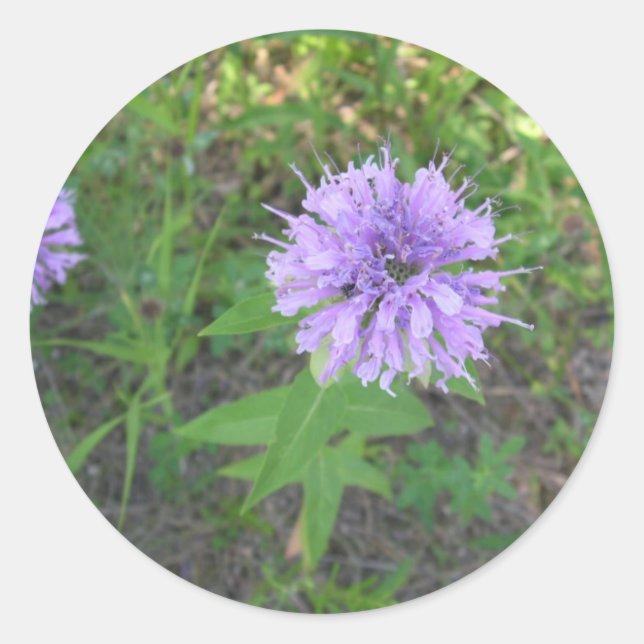 Adesivo Bee-balm (Frente)