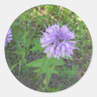 Adesivo Bee-balm