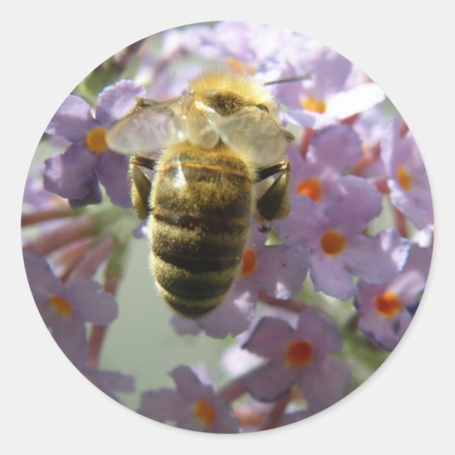 Adesivo Bee Honeybee Buddleia (Frente)