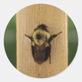 Adesivo Bee-zilla