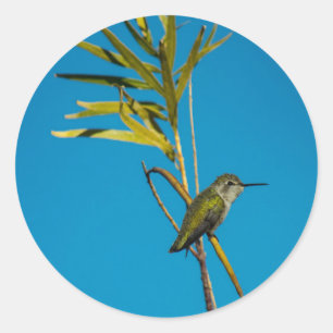 Adesivo Beija-flor-da-garganta-fêmea na árvore
