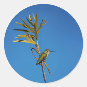 Adesivo Beija-flor fêmea