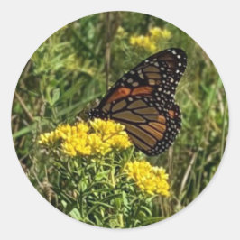 Adesivo Bela Borboleta