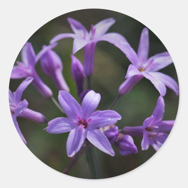 Adesivo Bela Flores Azuis Roxo Vinheta (Frente)