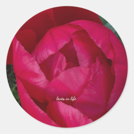 Adesivo Bela Peônia Vermelha em Flor