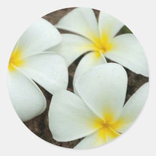 Adesivo Belas Flores Tropicais no Pacífico Sul