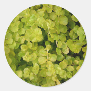 Adesivo Belas Folhas Verdes