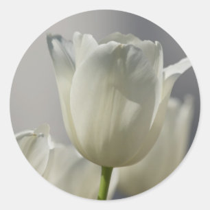 Adesivo Belas Tulipas Brancas de Primavera
