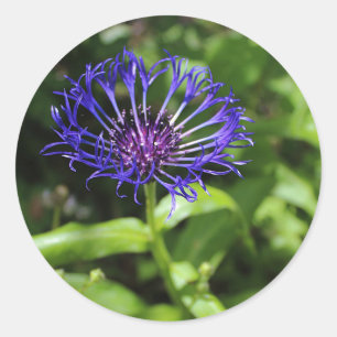 Adesivo Beleza azul