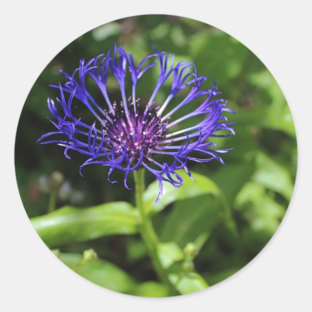 Adesivo Beleza azul (Frente)