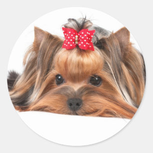 Adesivo Beleza pequena