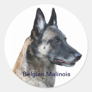Adesivo Belga Malinois Sticker