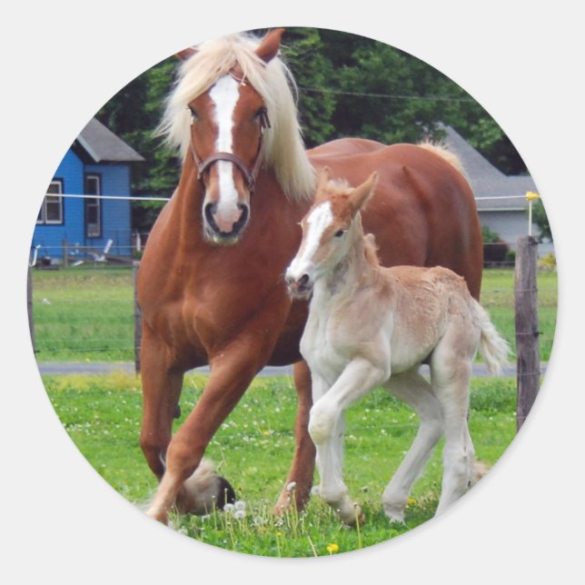 Adesivo belgian Mare e Filly (Frente)