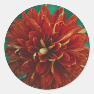 Adesivo Belo Casamento da Flor de Dahlia Vermelha, Favor d