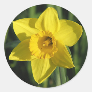 Adesivo Belo Daffodil