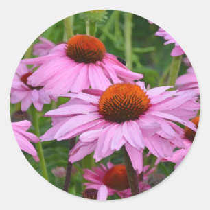 Adesivo Belo impressão floral de echinacea rosa