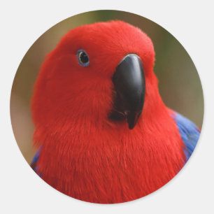 Adesivo Belo "Lady in Red", Eclectus Parrot
