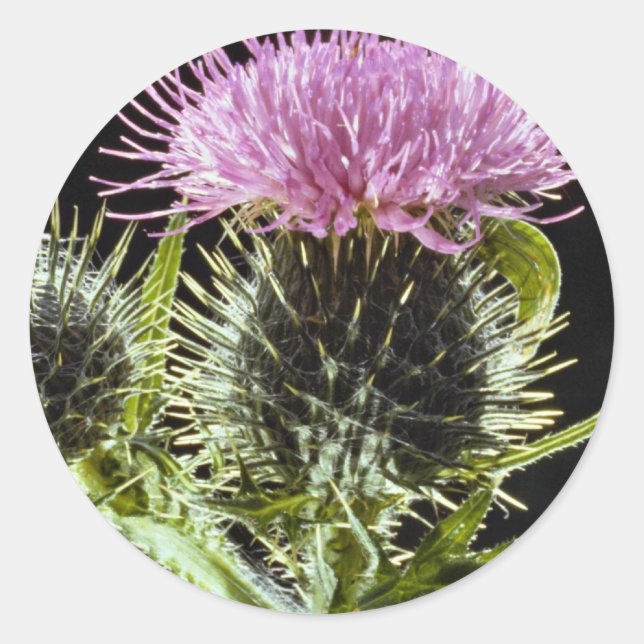 Adesivo Belo palito, cirsium vulgare (Frente)