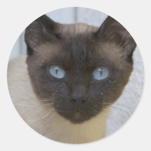 Adesivo Belo Ponto de Selo Gato Siamês