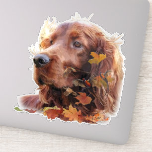 Adesivo Belo Red Setter Irlandês