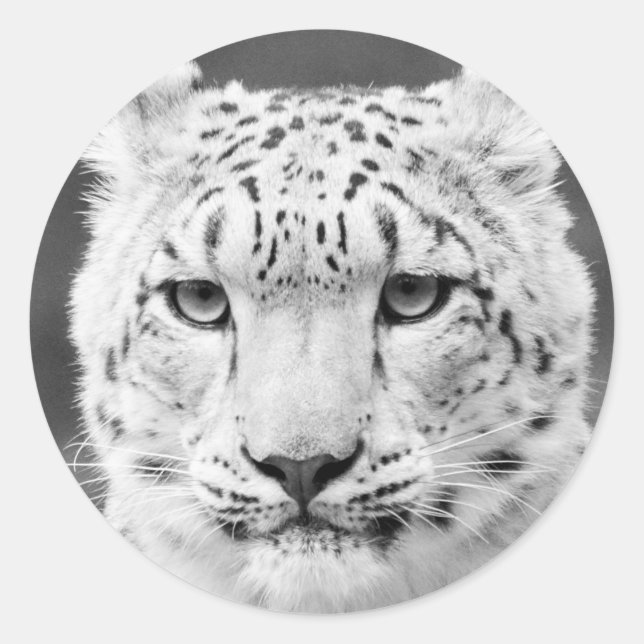 Adesivo Belo retrato preto e branco, Leopardo-da-neve (Frente)