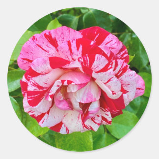 Adesivo Belo Rosa nº 2 Sticker