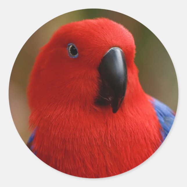 Adesivo Belo "Senhora em Vermelho" Eclectus Parrot (Frente)