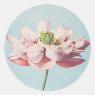 Adesivo Belos impressões fotomecânicos das Flores de Lot