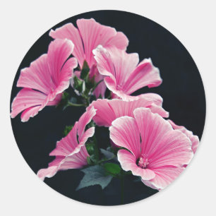 Adesivo Belos Rosas Rosa-Rosa-Rosa-Cor-de-Flor