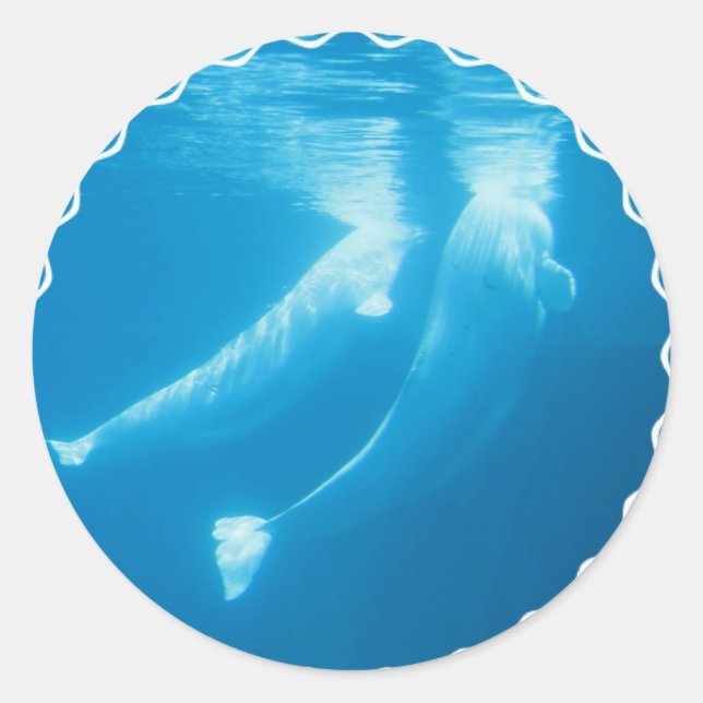 Adesivo Beluga Whales Stickers (Frente)