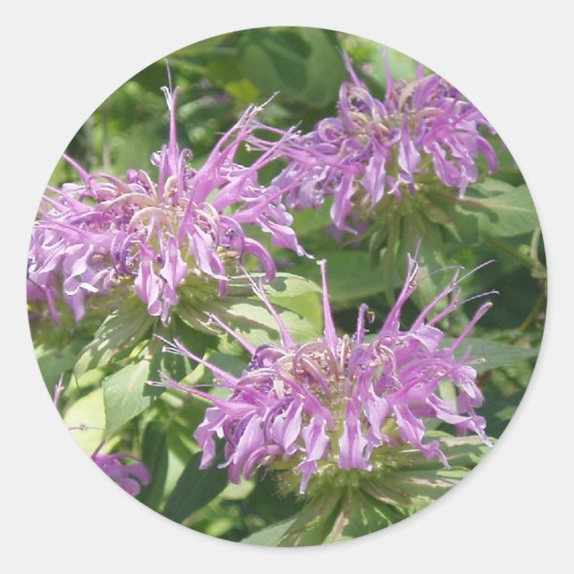 Adesivo Bergamont Bee Balm Sticker (Frente)